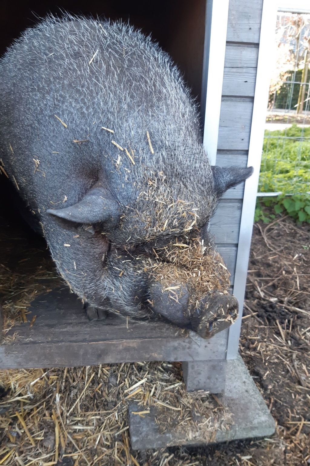 Appartement Meidoorn in Jabbeke-Image-tags.info