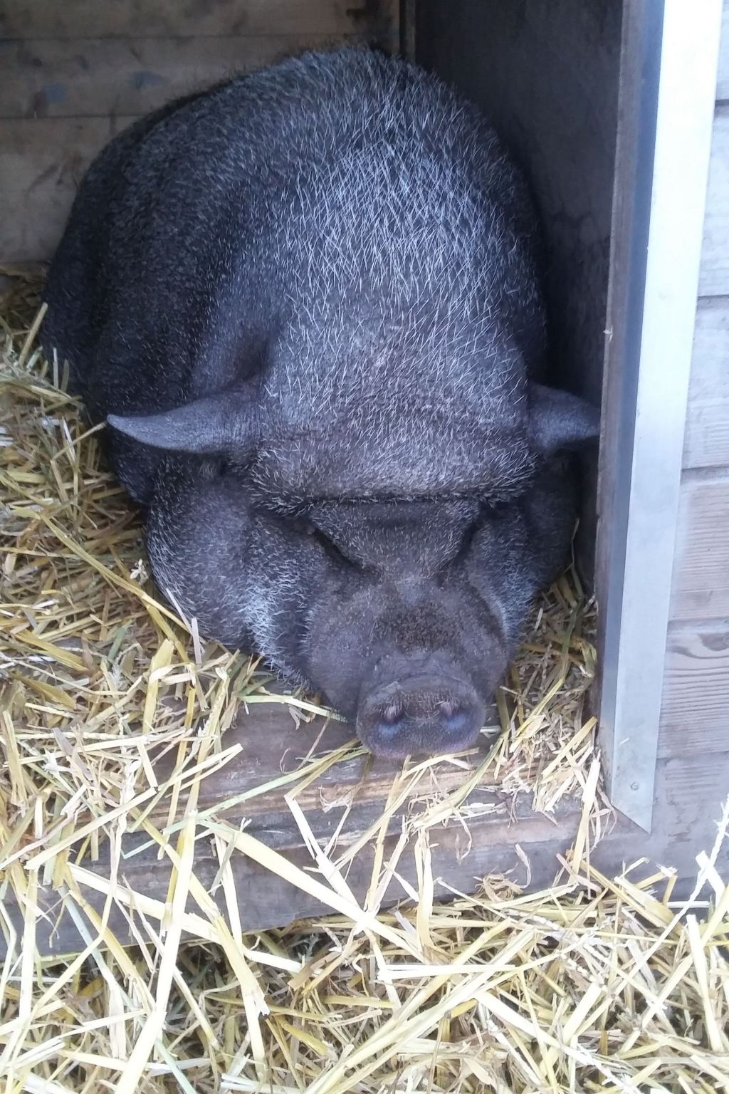 Blackthorn für 6 Personen-Image-tags.info