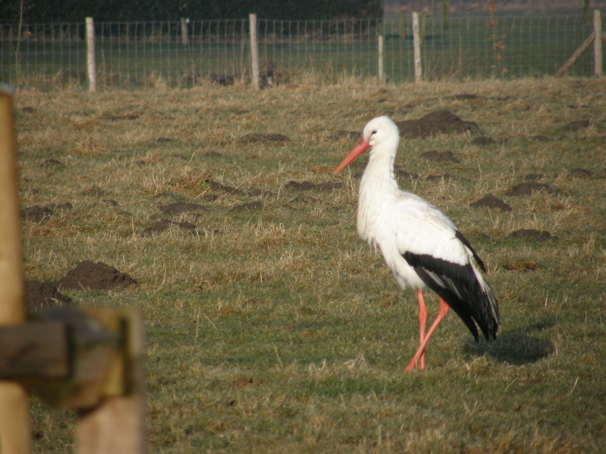 Blackthorn für 6 Personen-Image-tags.info