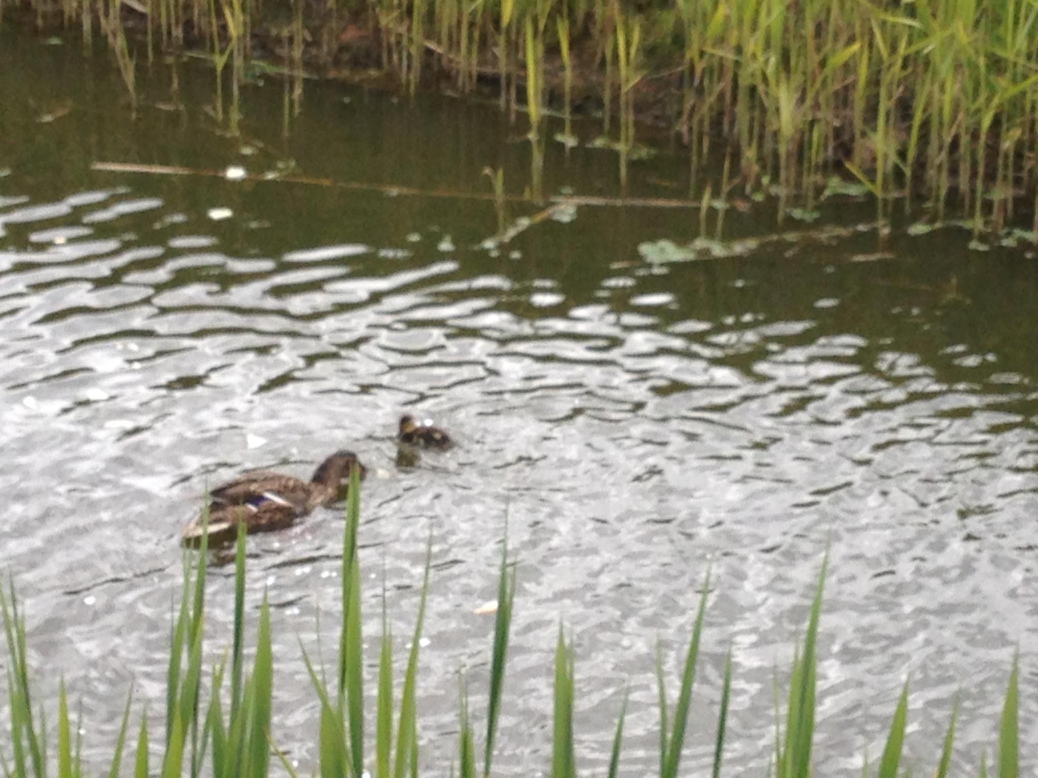 Polderwind mit Blick auf die Felder-Inside