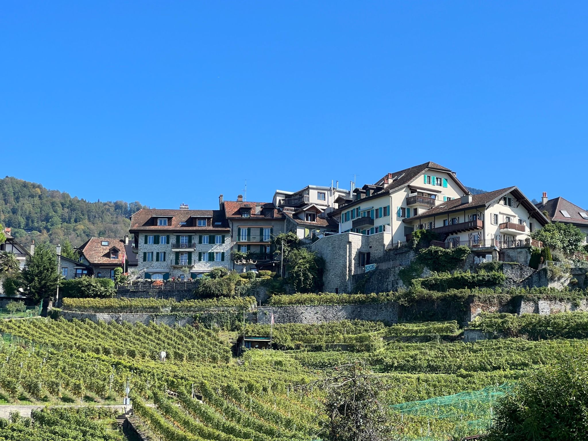 Vigneronne, Vigne-Dedans