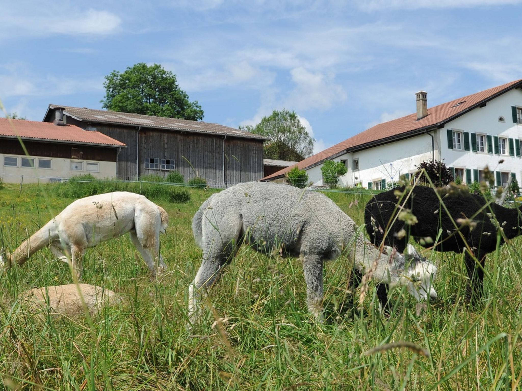 Gîte - Ferme O'Clés, (Le Cerneux-Veusil), - Buiten