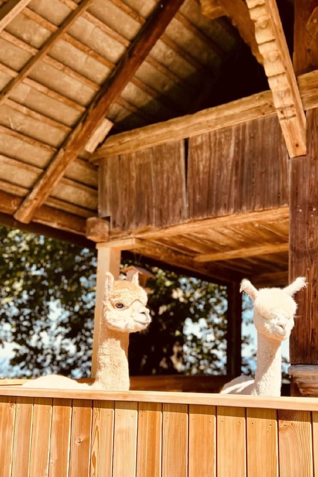 Alpaka-Ferienhaus Oenzlen