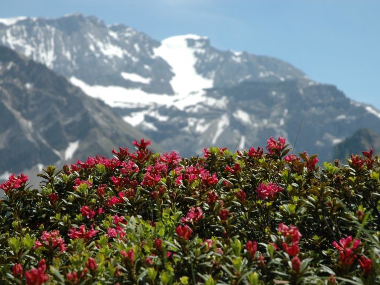 Photo of Bärgchutzli Parterre