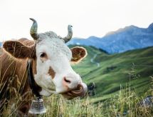 Ferienwohnung Alpenrose