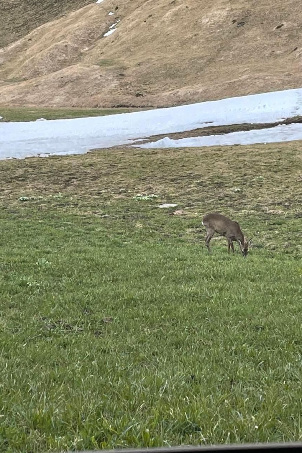 Photo of ChaletSwissalp Topof