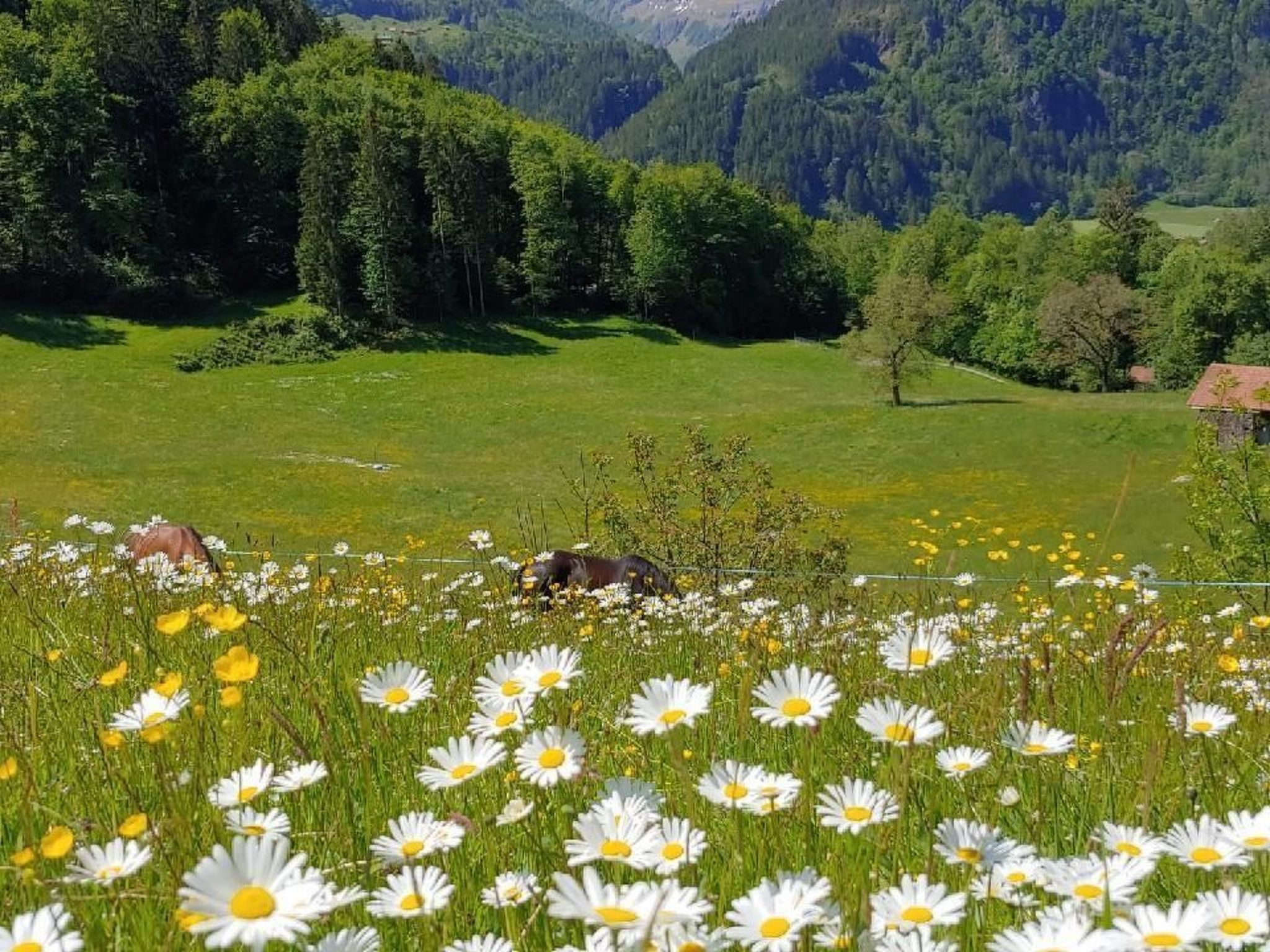 Wohnung mit 3 Schlafzimmern “Wylerdümen”-Image-tags.info