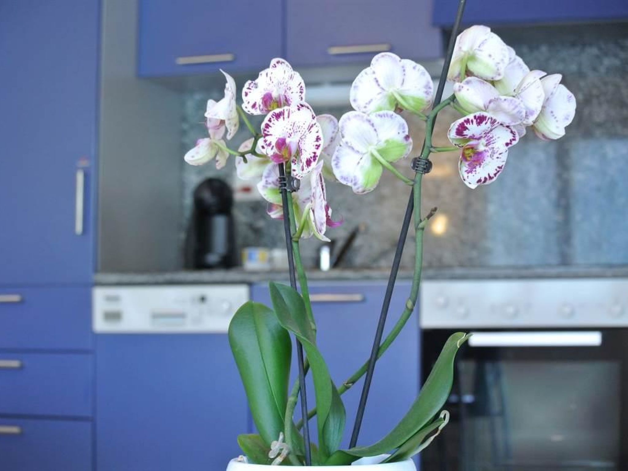 Haus Artemis Appartement/Fewo 4-Bettwohnung Nr. 50 - Binnen