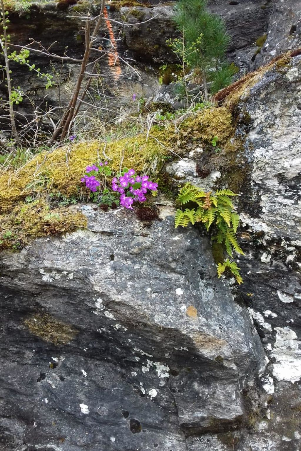 Photo of Chalet Bambi
