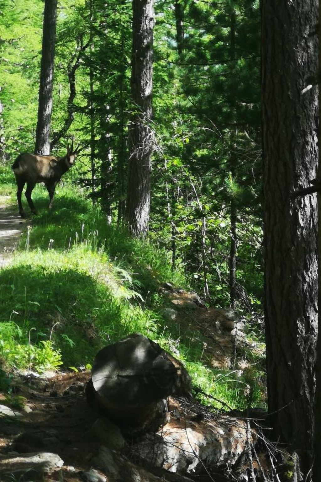 Photo of Chalet Bambi