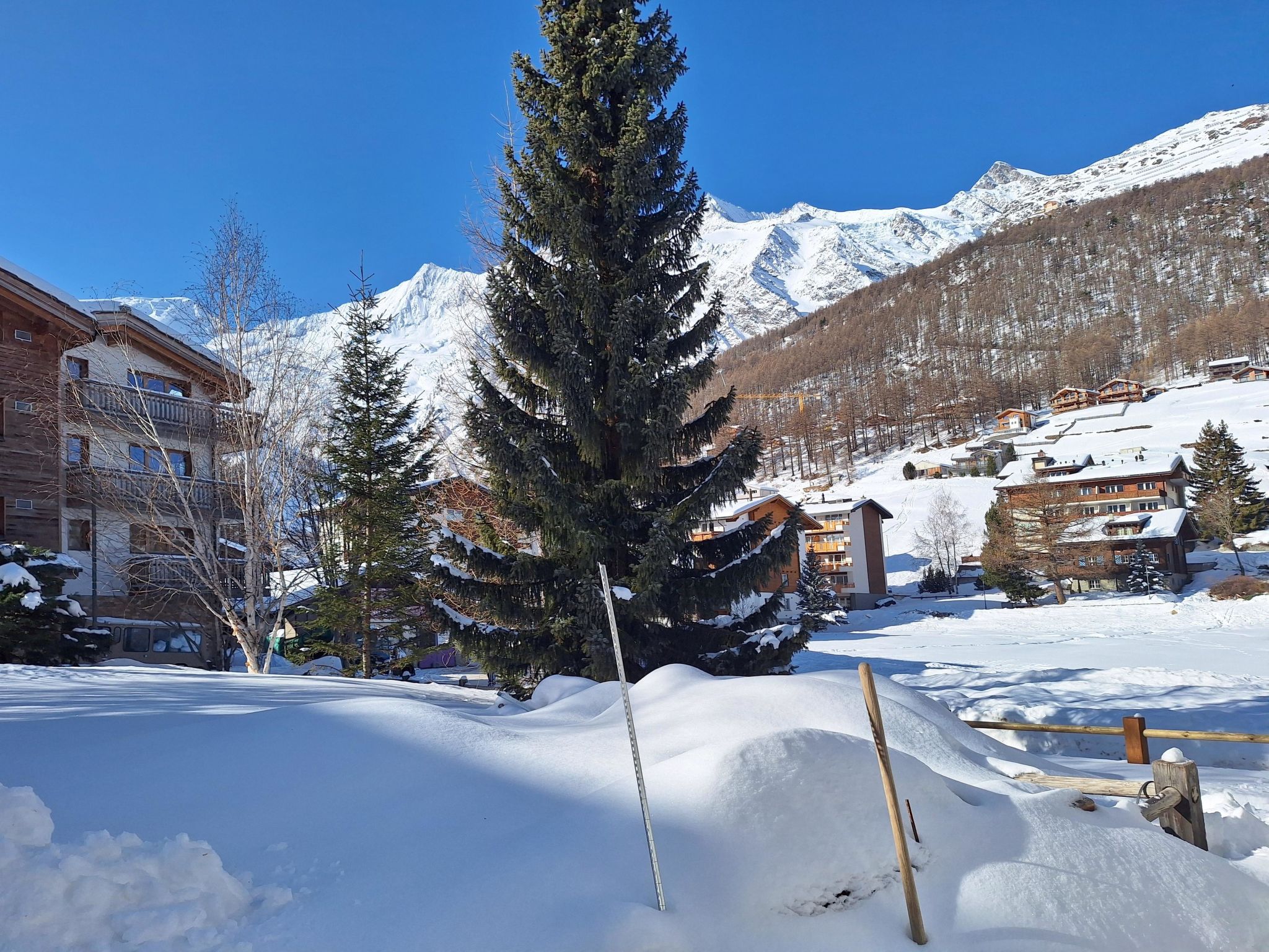 Photo of Silberdistel EG
