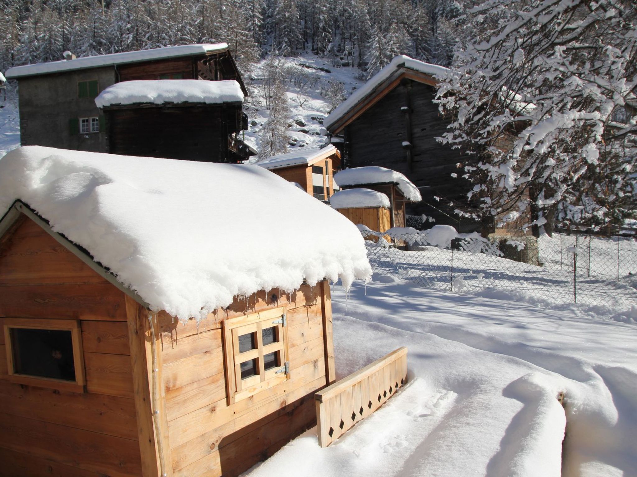 Bergdohle, (Randa),