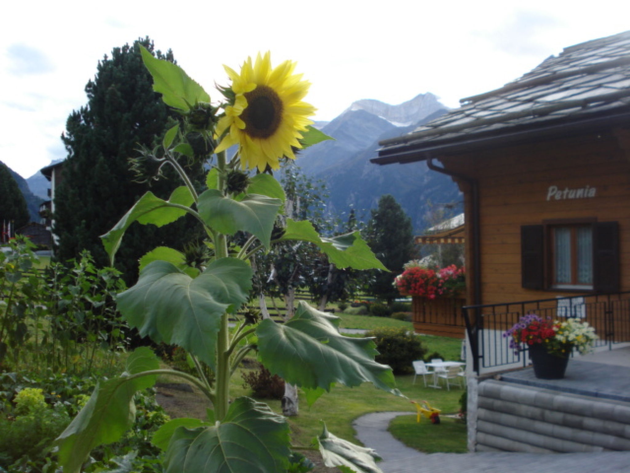 Photo of Chalet Petunia, (Grächen), 1116