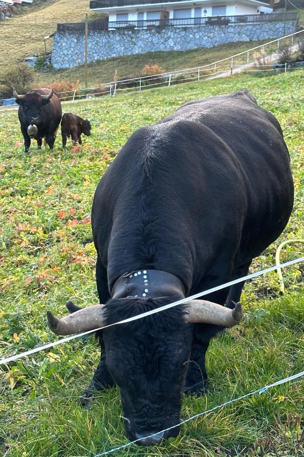 Photo of Anna 1, (Grächen). 4-Bettwohnung