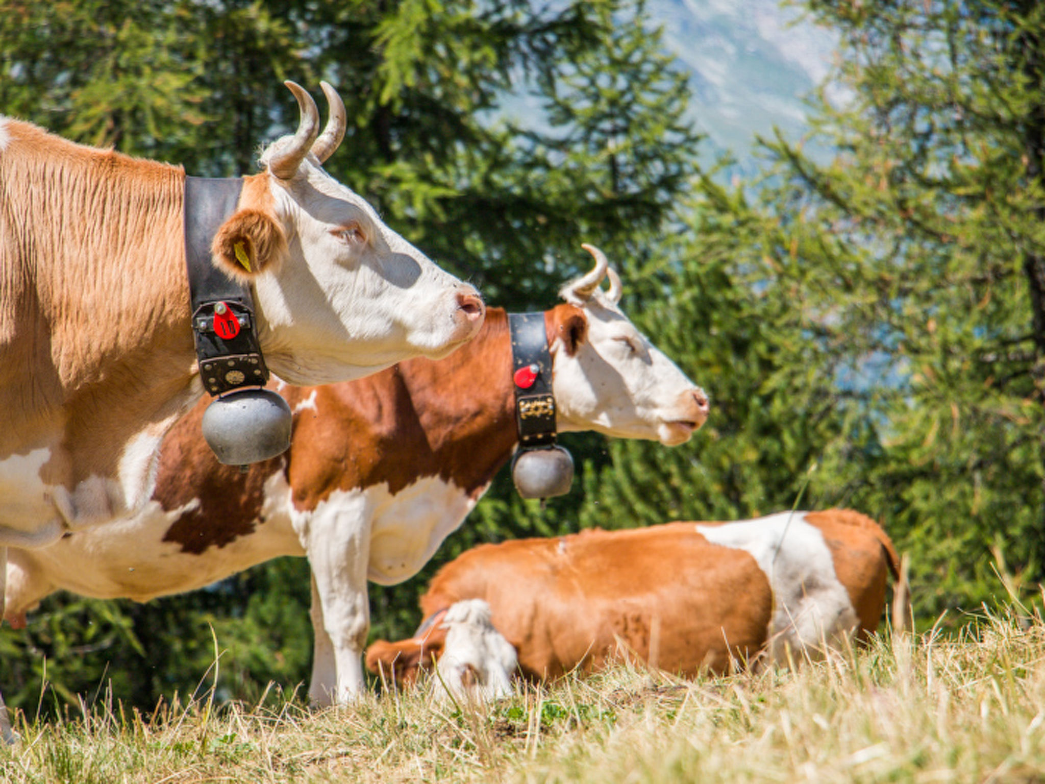 Photo of Swiss, (Grächen), 1066