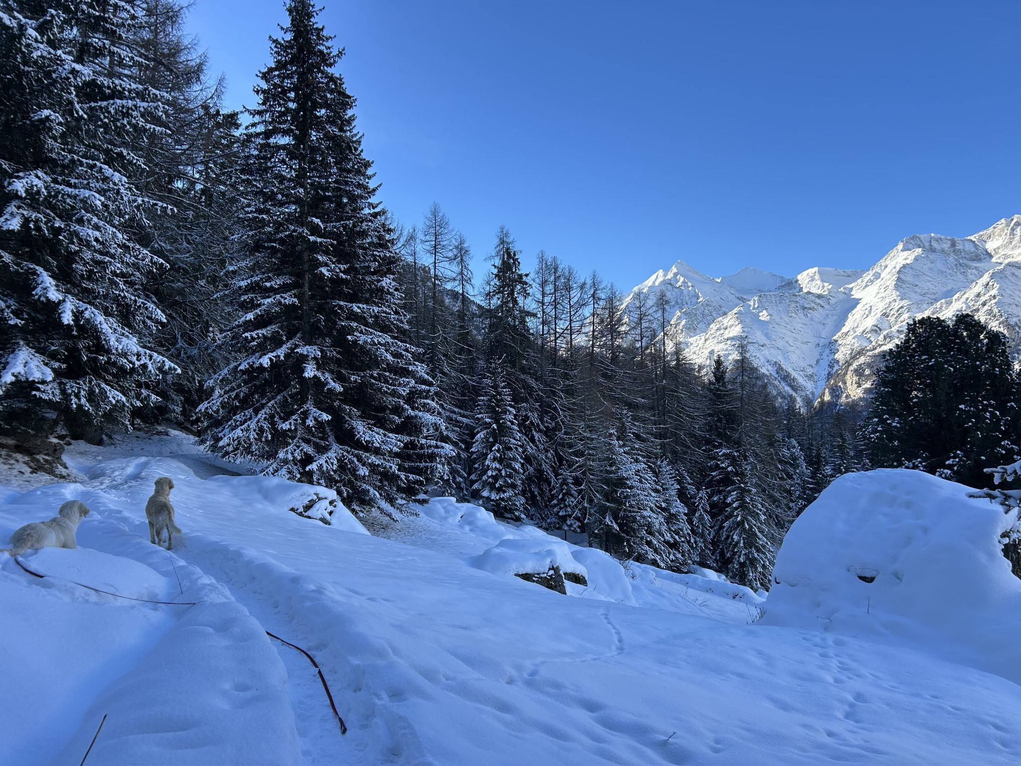 Photo of LODGE MONTE ROSA, (Grächen),
