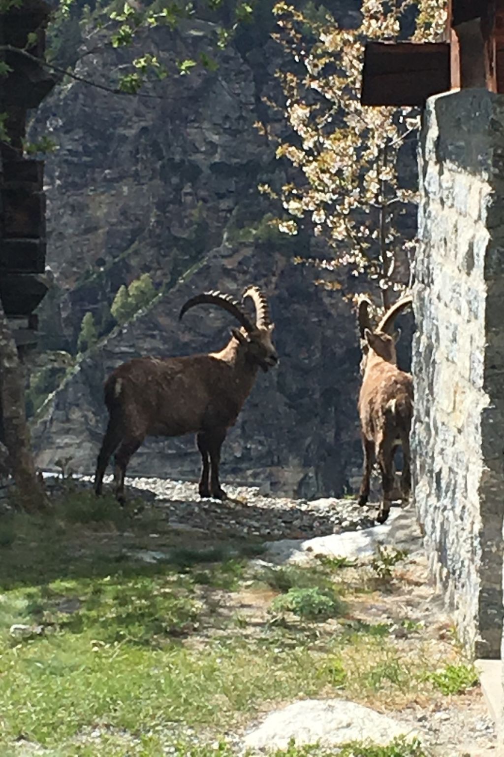 Photo of kornstadel ARIDA PRATA "natur pur", (Grächen), 1032