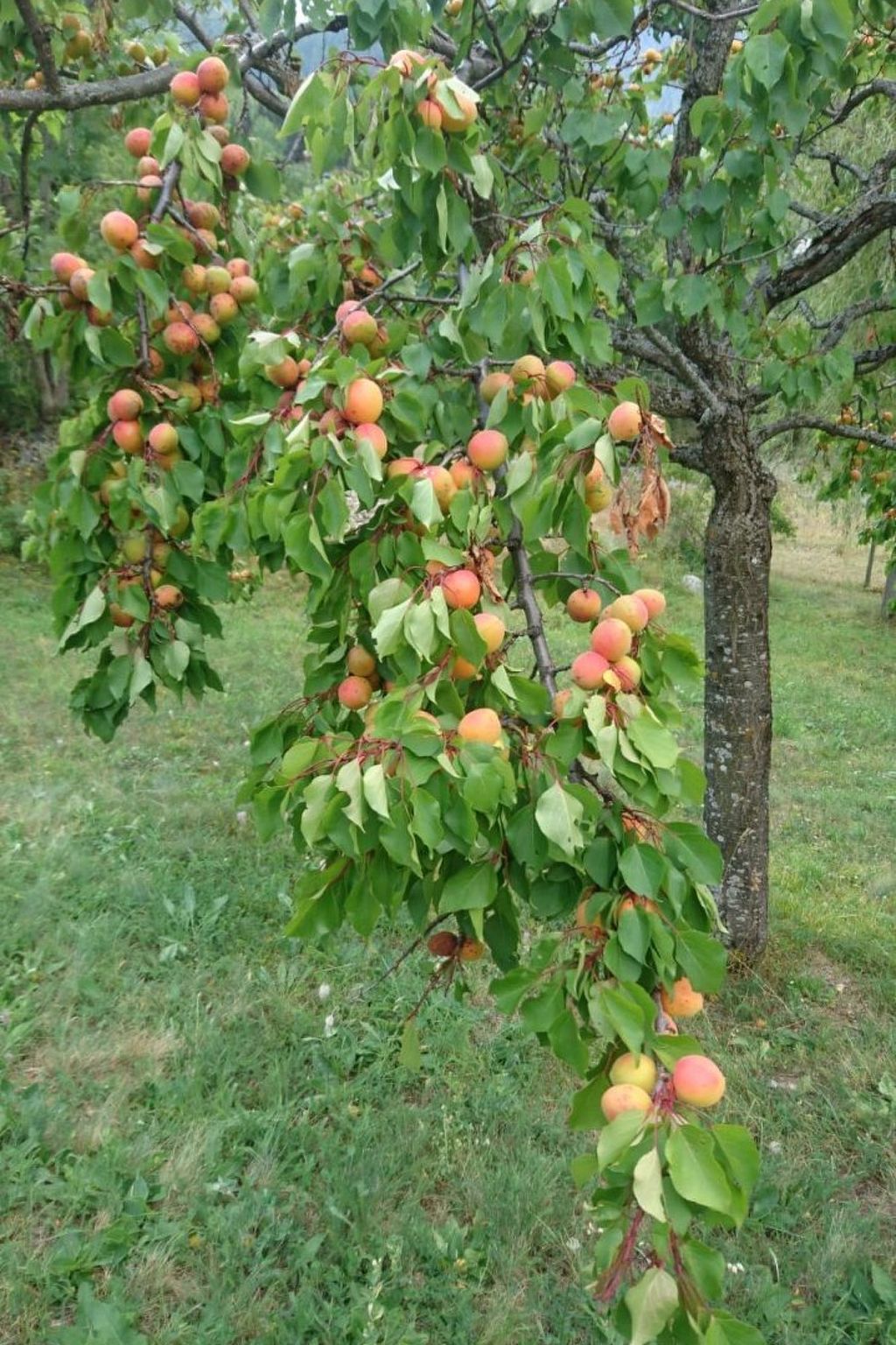 Kornstadel ARIDA PRATA "natur pur", (Grächen), 1032