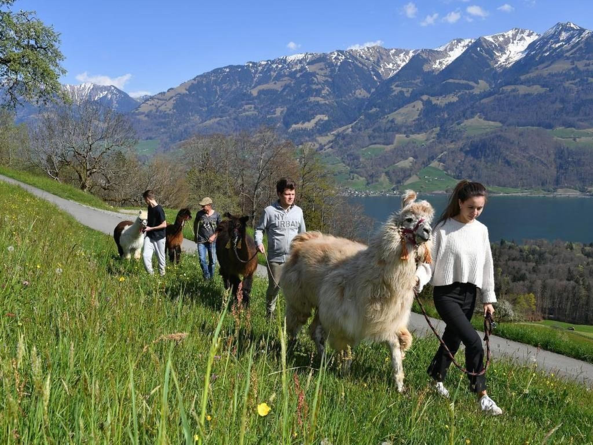 Holzhaus auf Lamahof-Image-tags.info