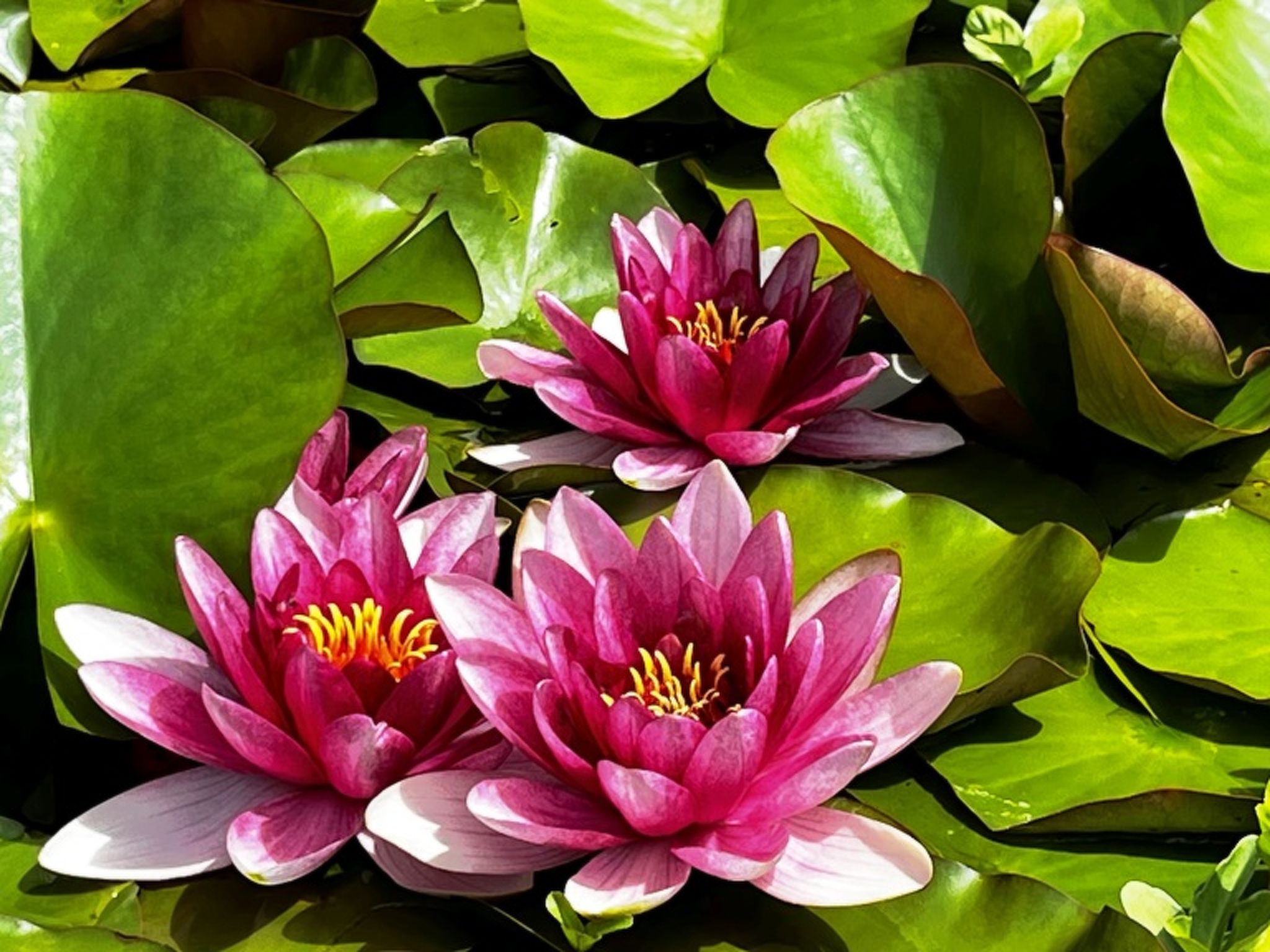 HasliRent, Cosy, (Hasliberg Wasserwendi). 1.5 Zimmer Studio im Parterre von ein