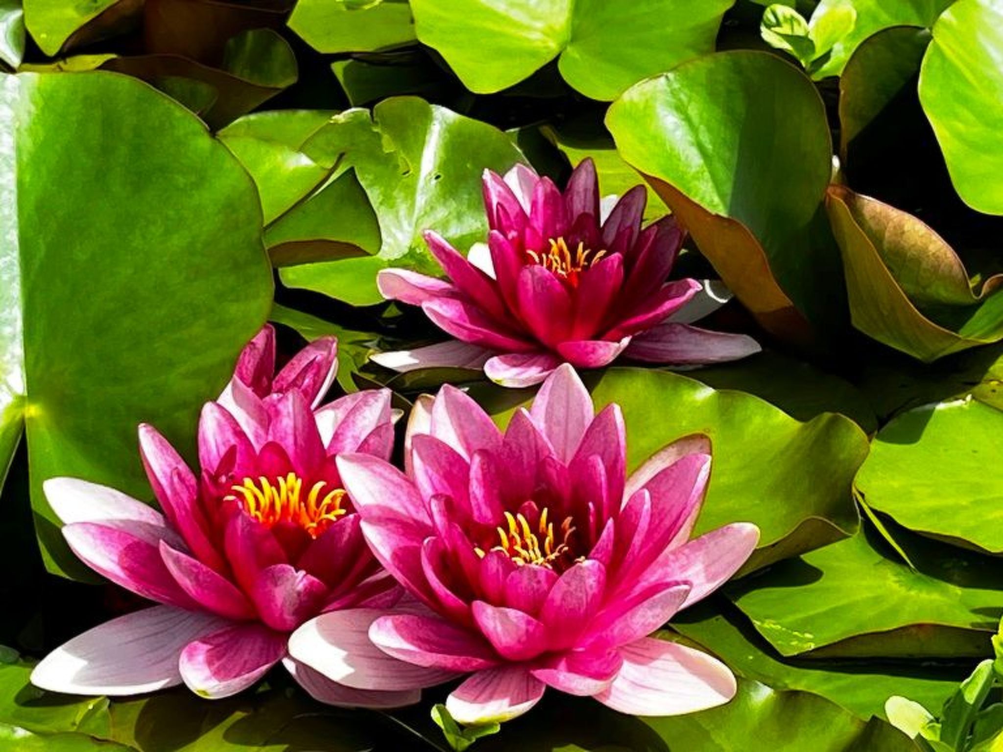 HasliRent, Cosy, (Hasliberg Wasserwendi), - Outside