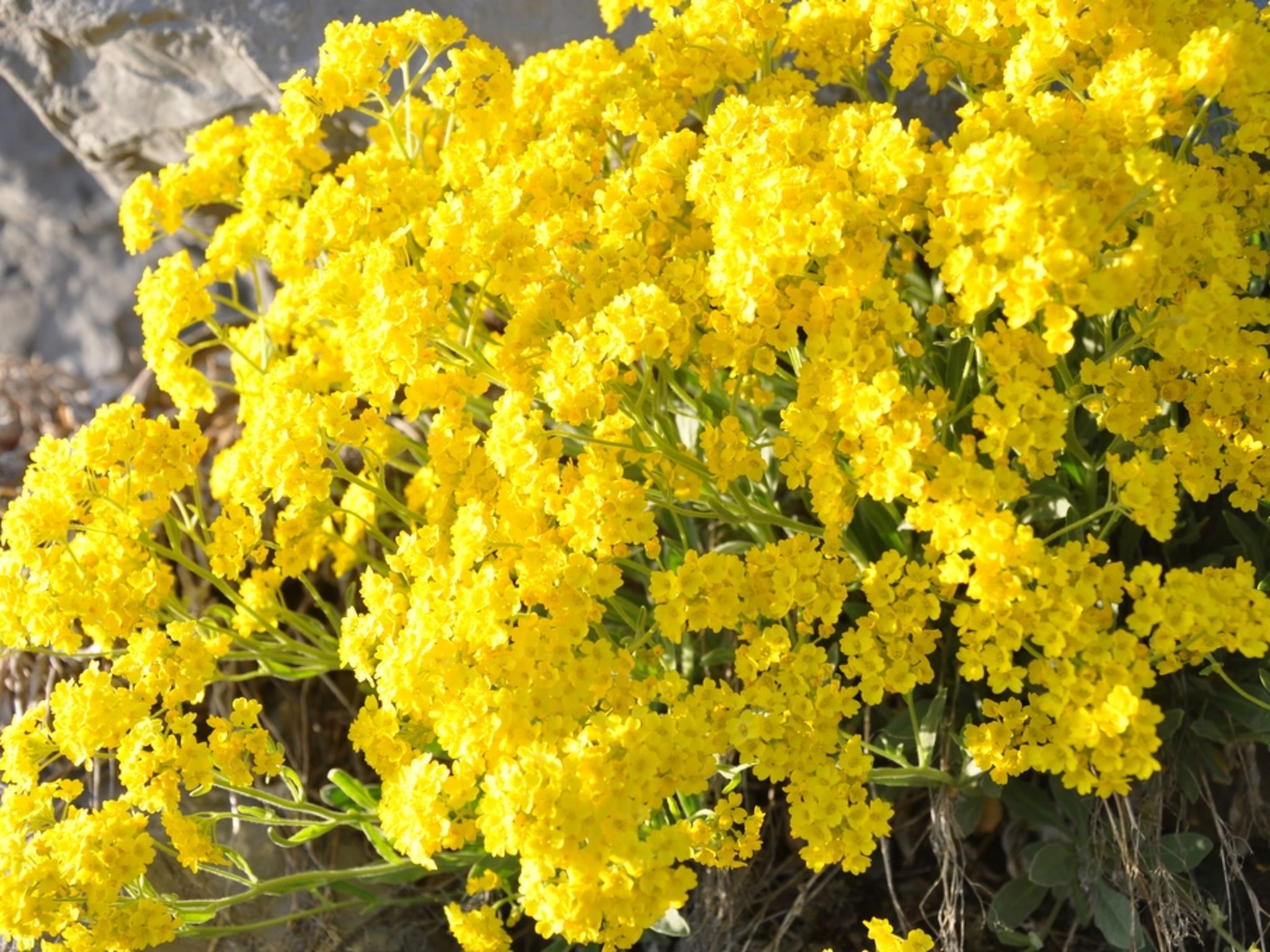 HasliRent, am Bach, (Hasliberg Reuti), - Buiten