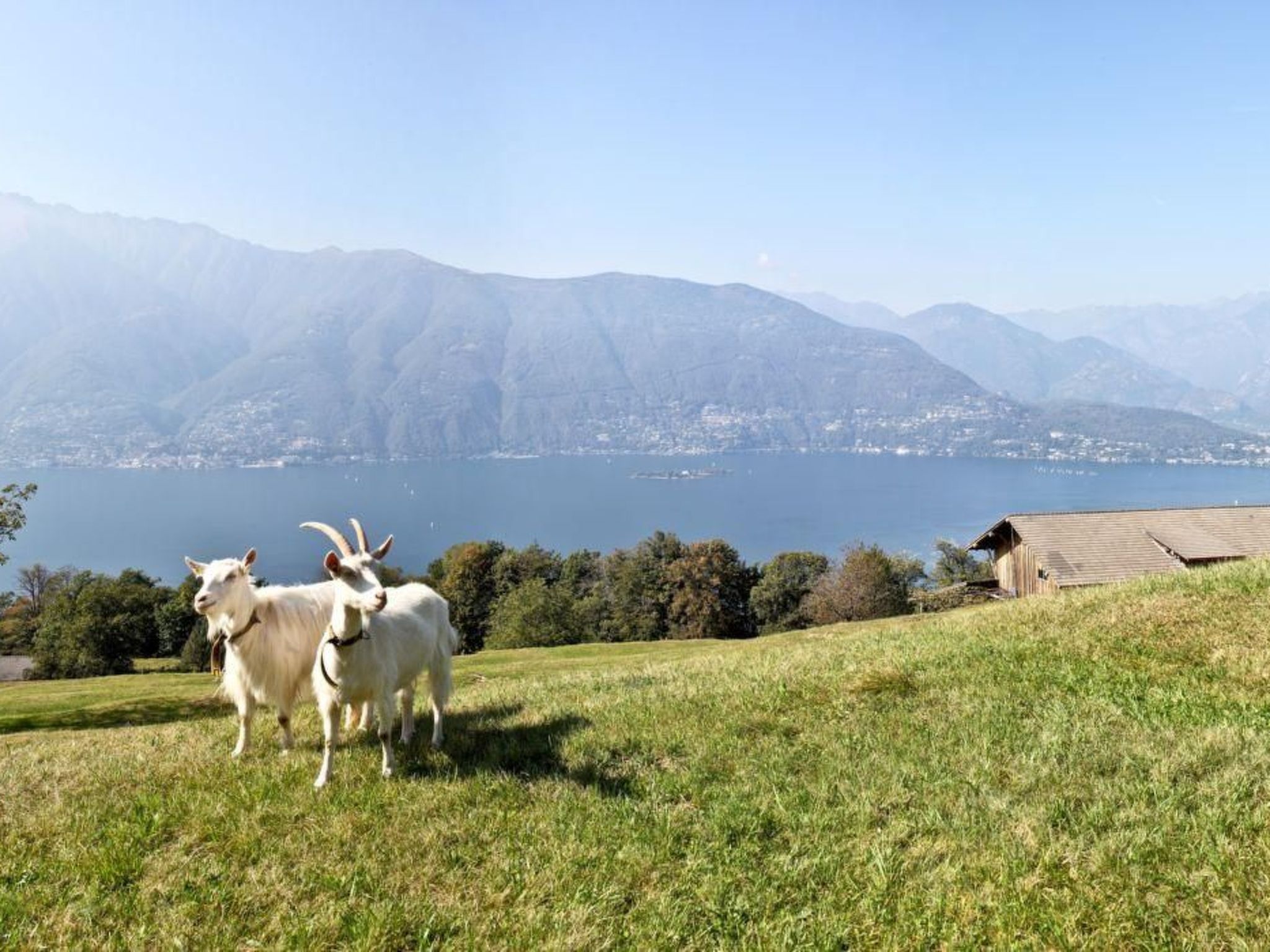 Al Castagno Duplex - Image-tags.info