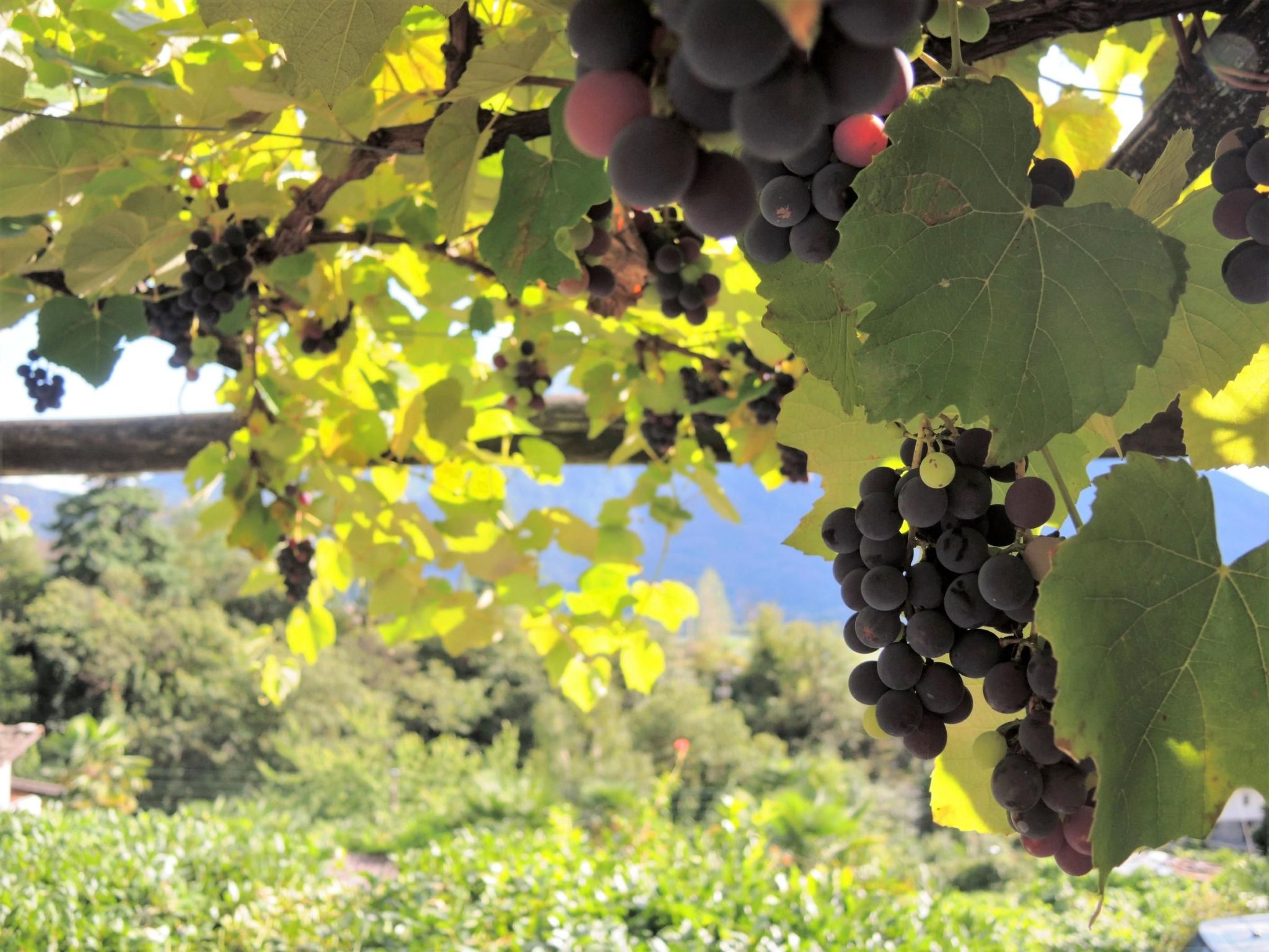 Photo of Rustico Al Torchio