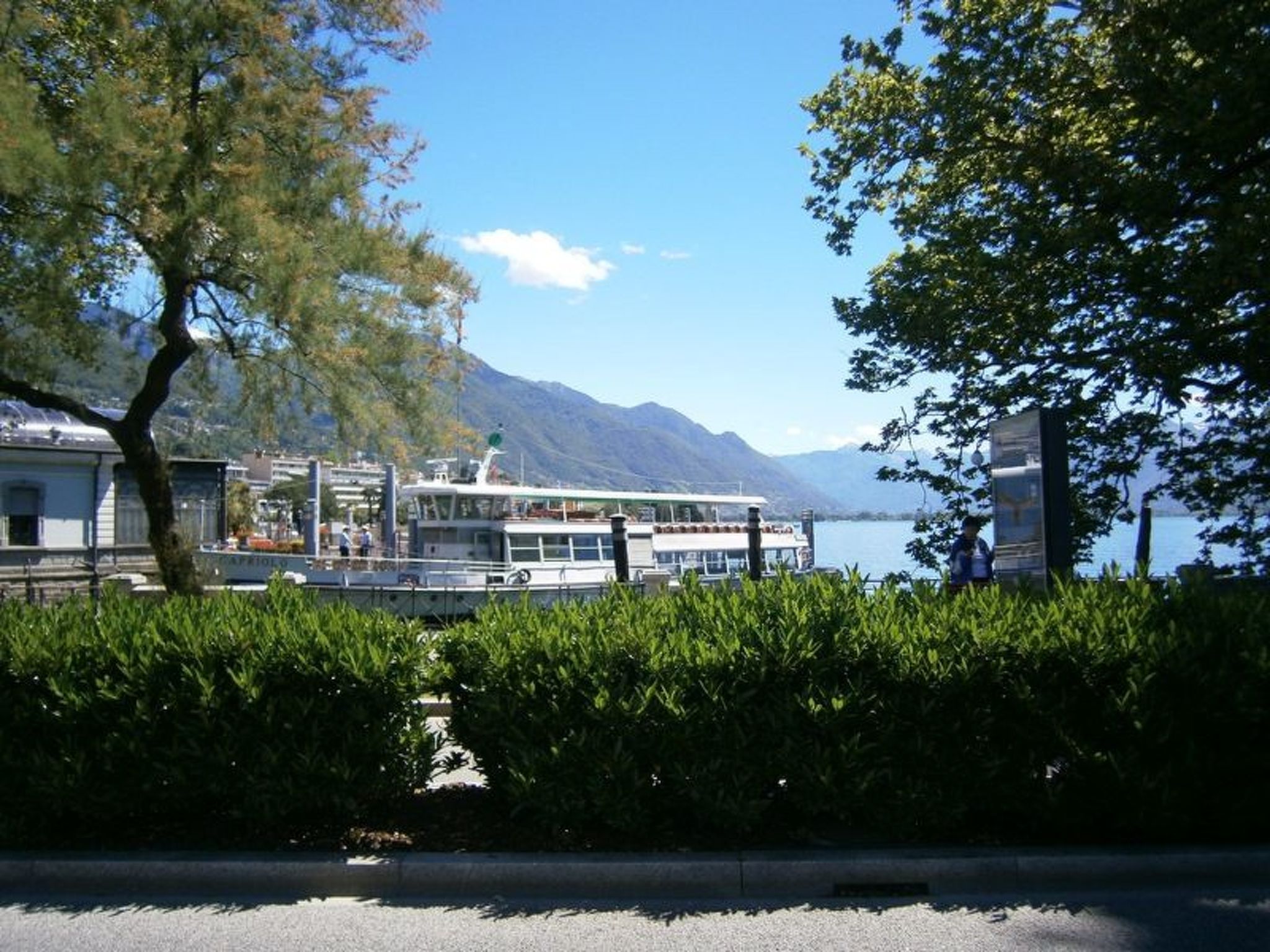 Photo of Camelia