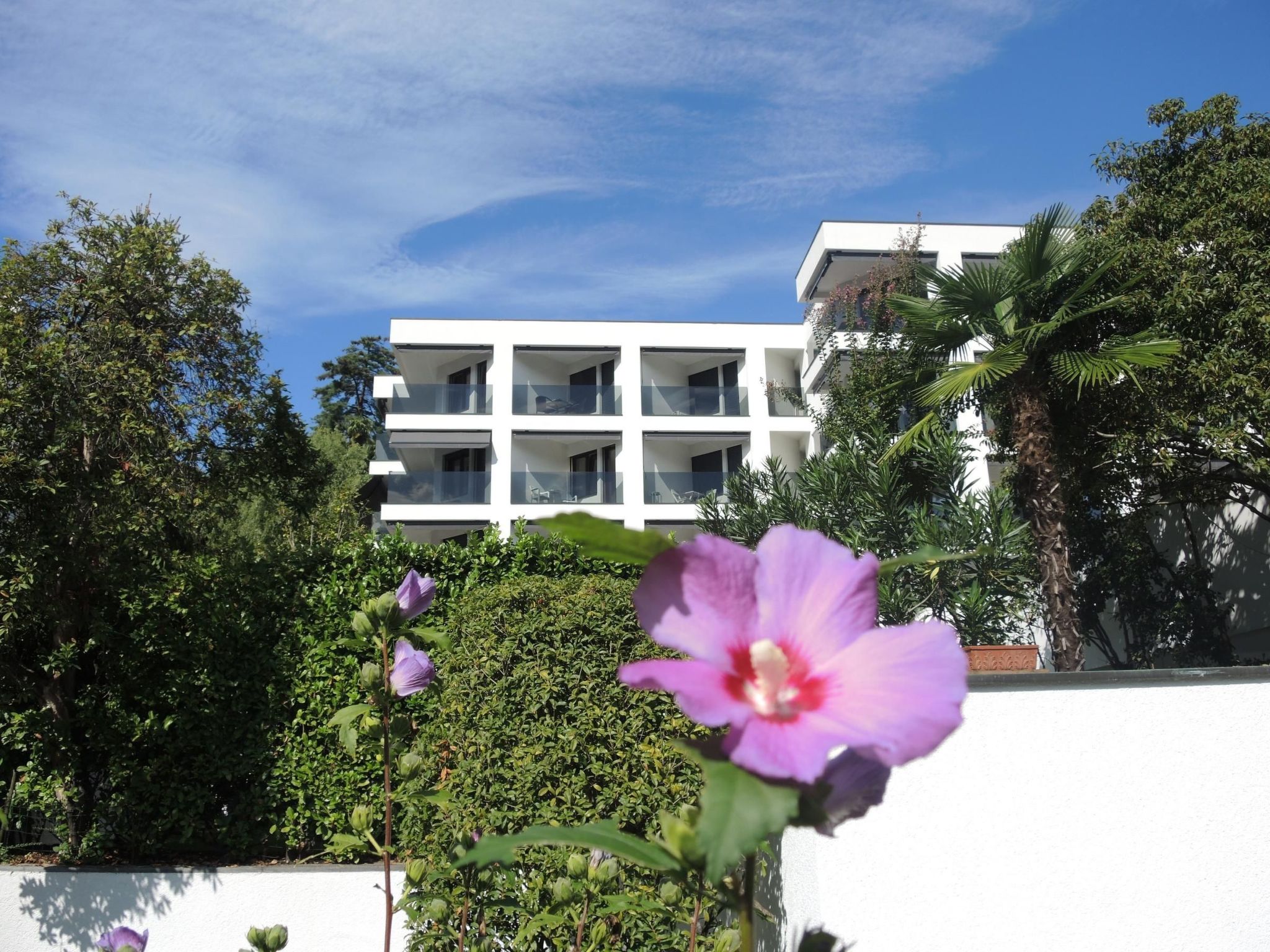 Photo of Fiore Rosa