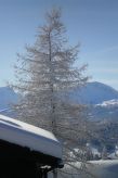 Casa Hofer: Ski-in/ski-out vakantiehuis in Valbella voor 7 personen - thumbnail 6