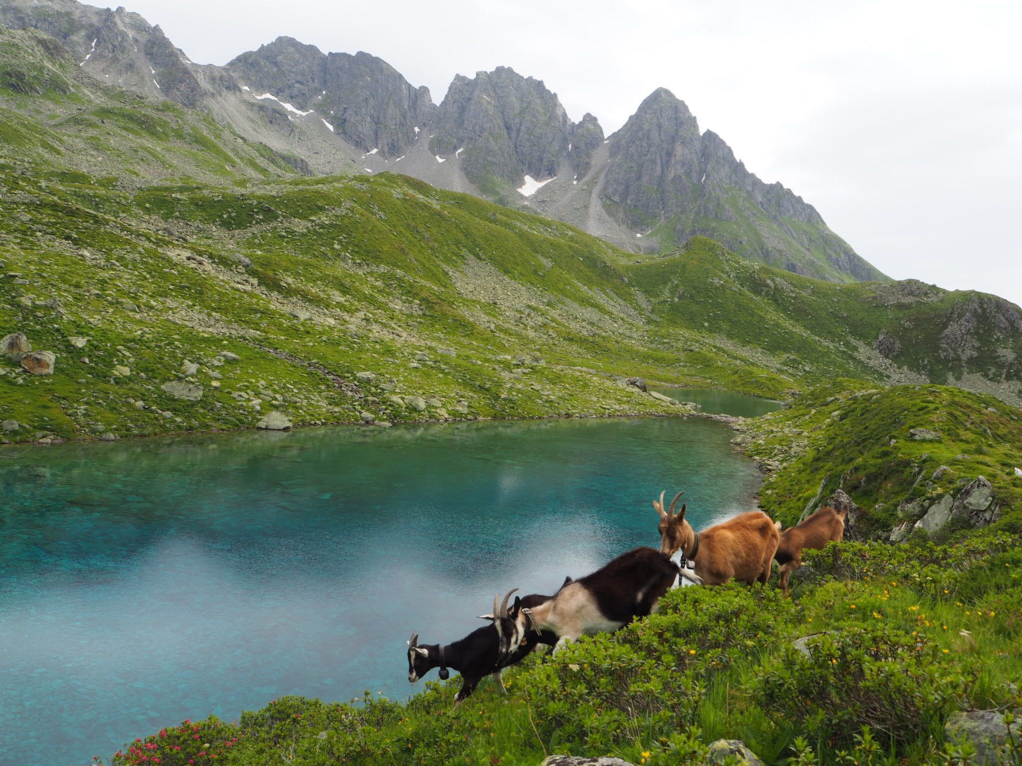 Tegia Veglia / Erlebnisalp Glivers, Sumvitg, (Sumvitg), 75002B