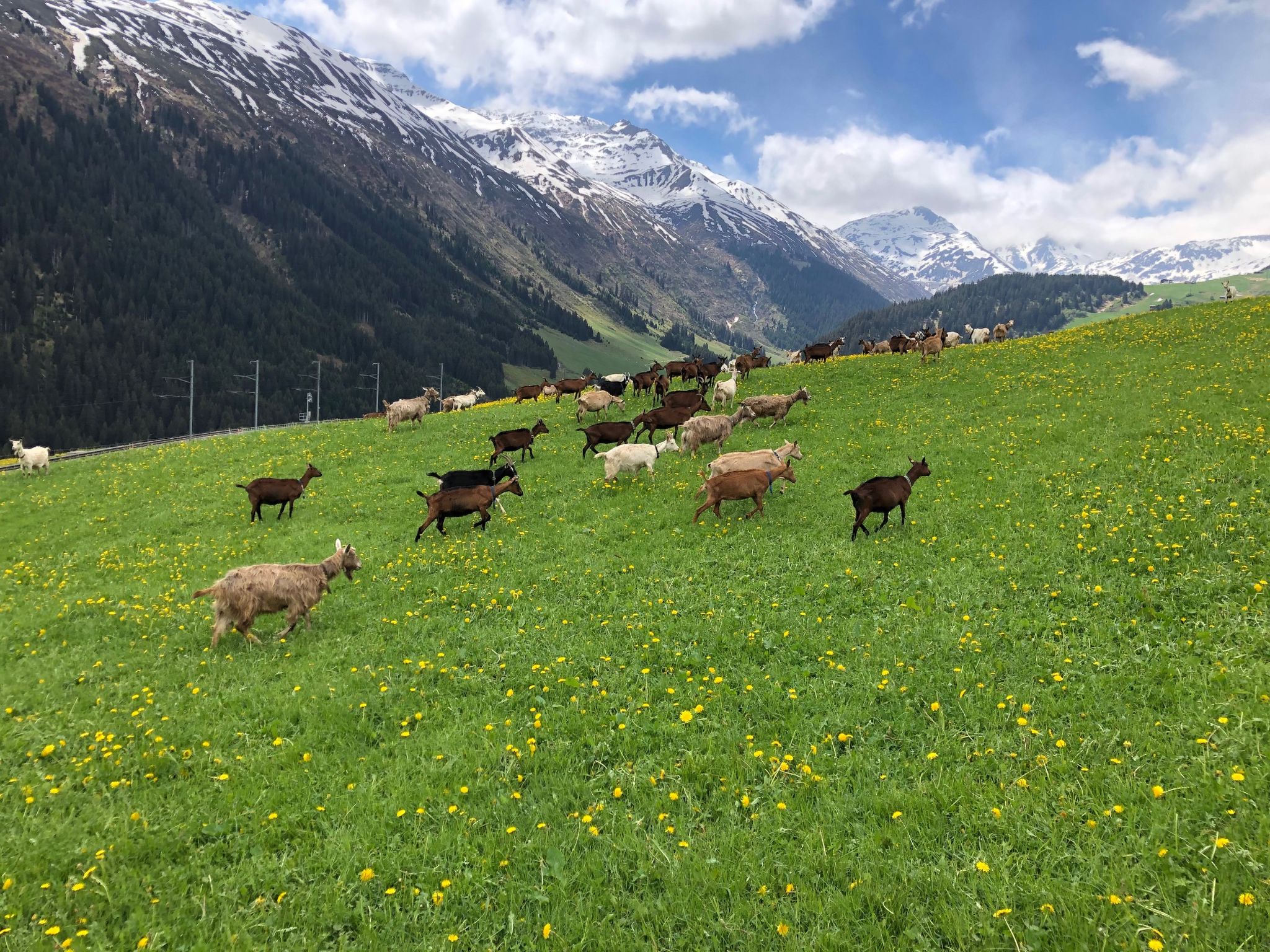 Chalet Dargun Bünter, (Camischolas/Sedrun). - Buiten
