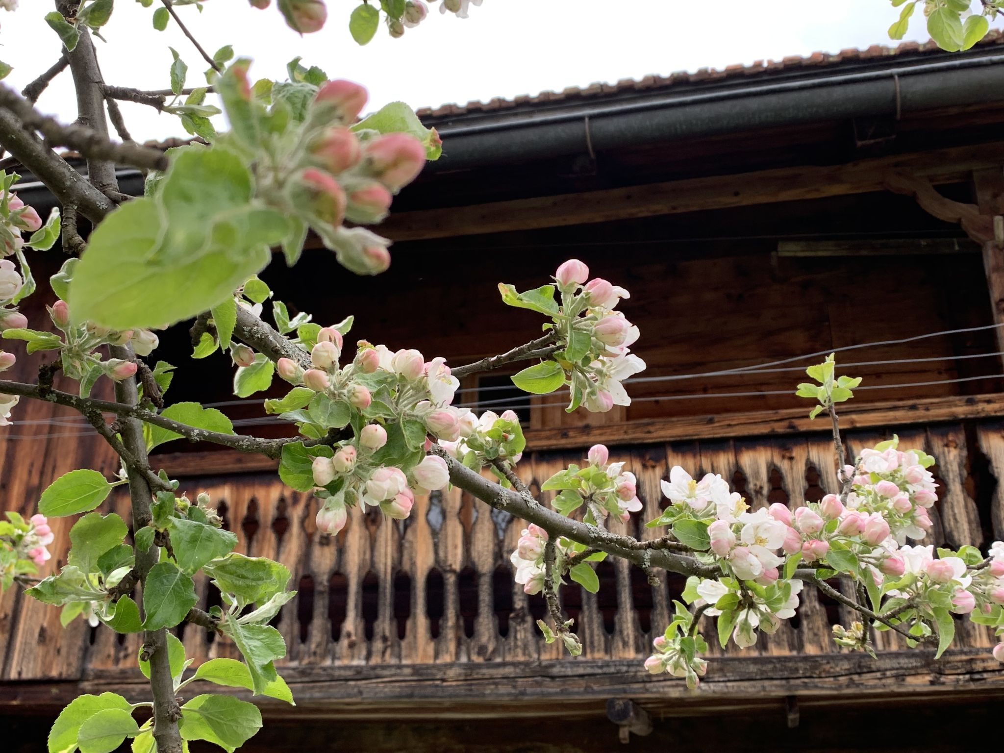 Casa Grischina, (Conters), casa_grischina_conters - Outside