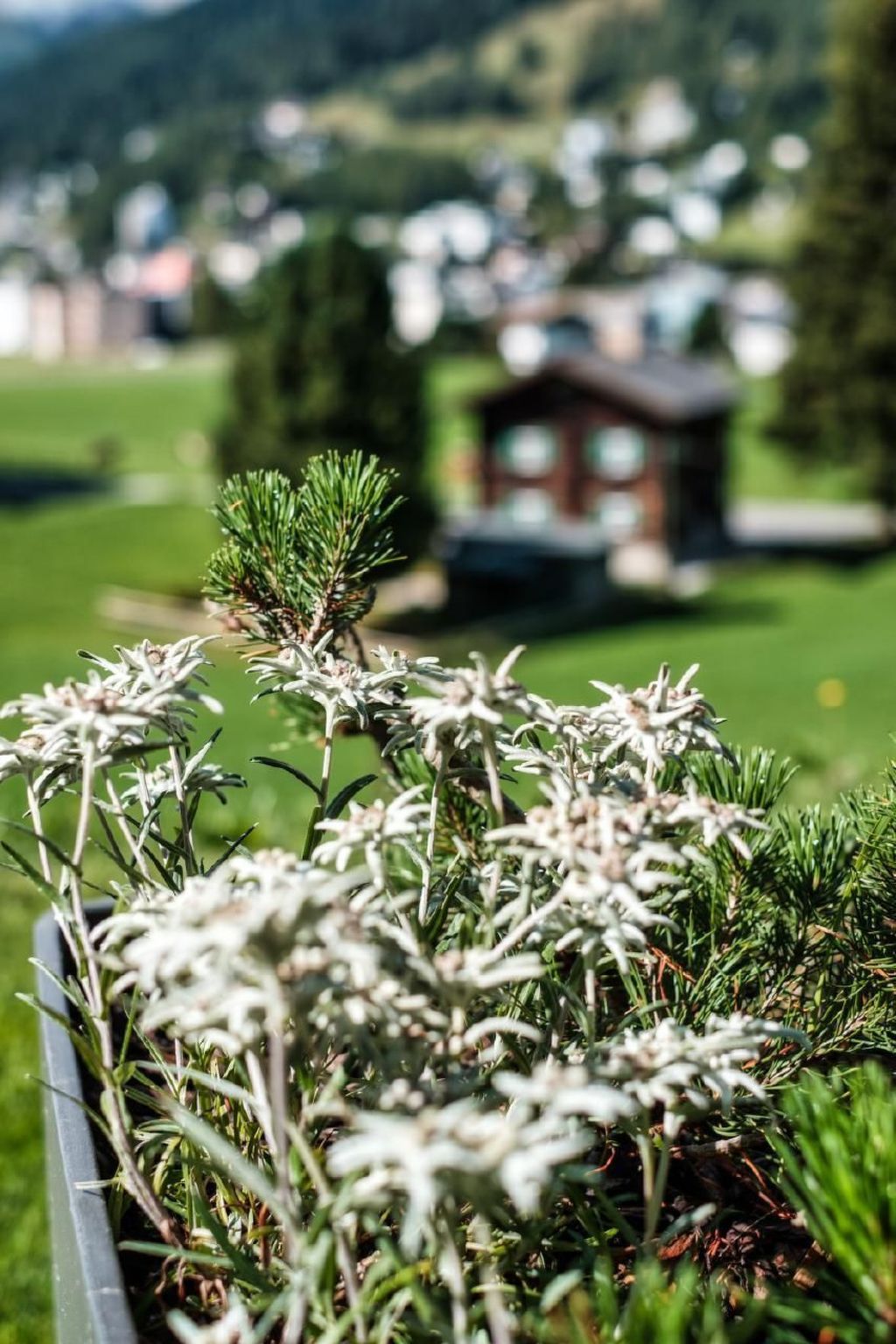 Photo of Alpengold Lux Apt 4P