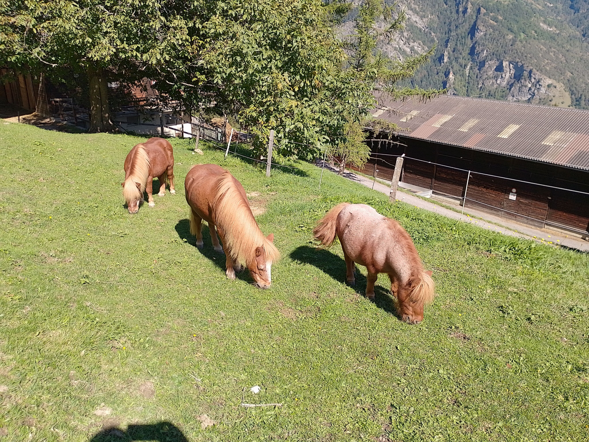 Wohnung Staudenhof, (Präz). - Buiten