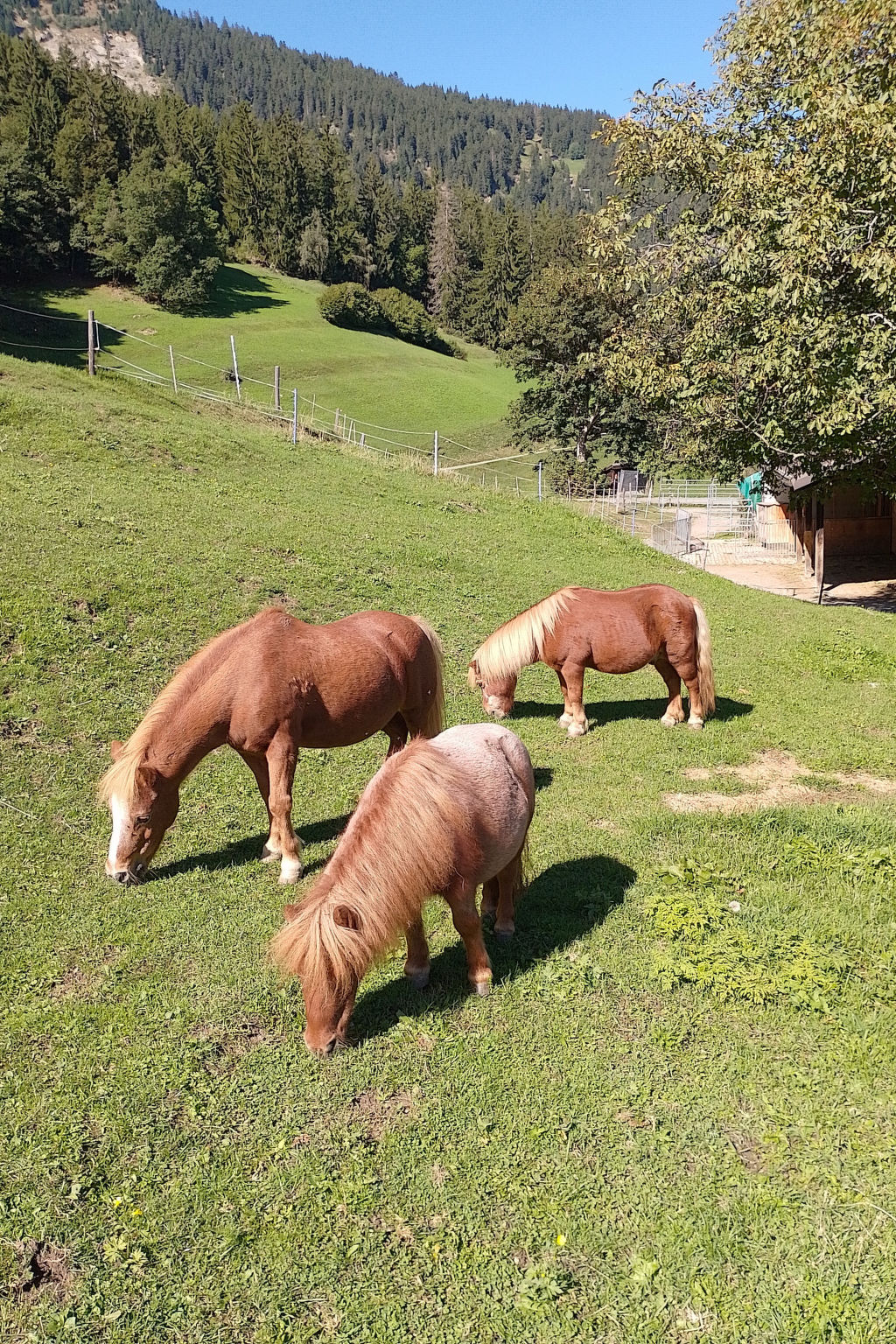 Wohnung Staudenhof, (Präz). - Buiten