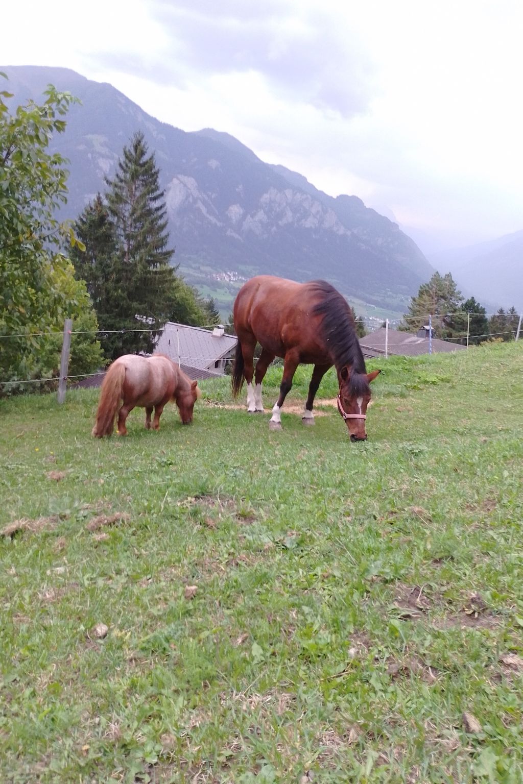 Wohnung Staudenhof, (Präz). - Buiten