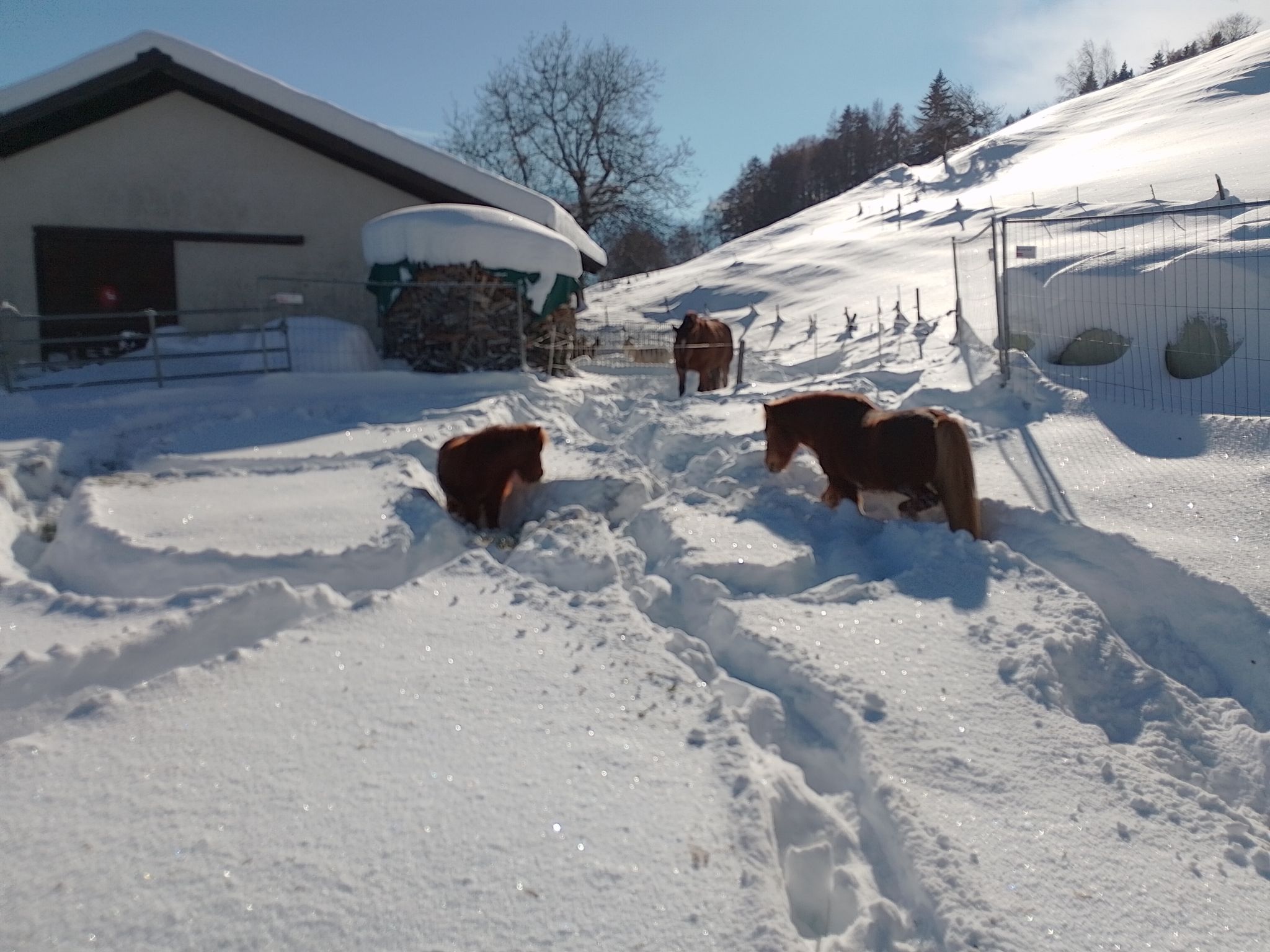 Wohnung Staudenhof, (Präz). - Buiten