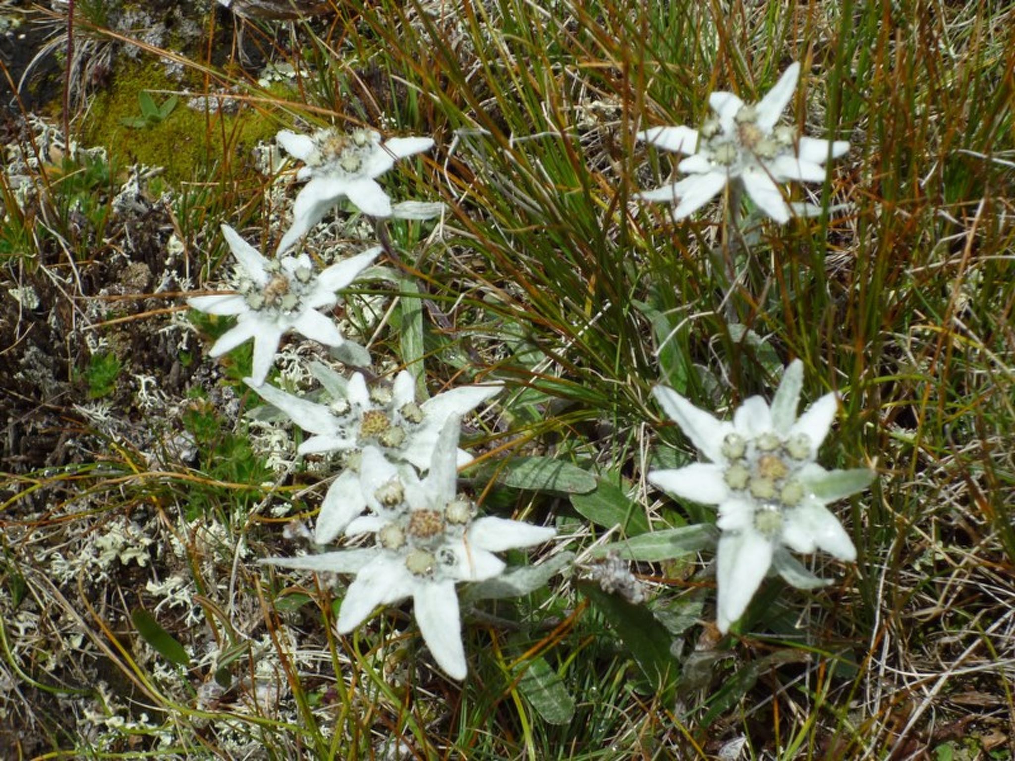 Maiensäss Dros, (Mathon). - Image-tags.info