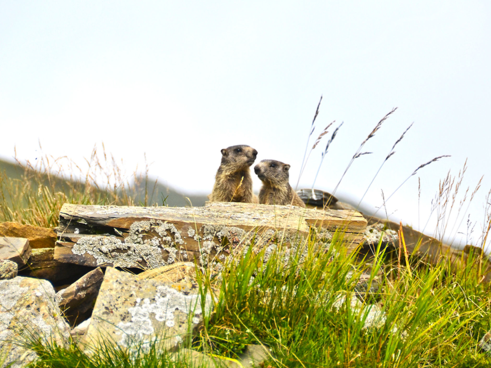Maiensäss Dros, (Mathon). - Buiten