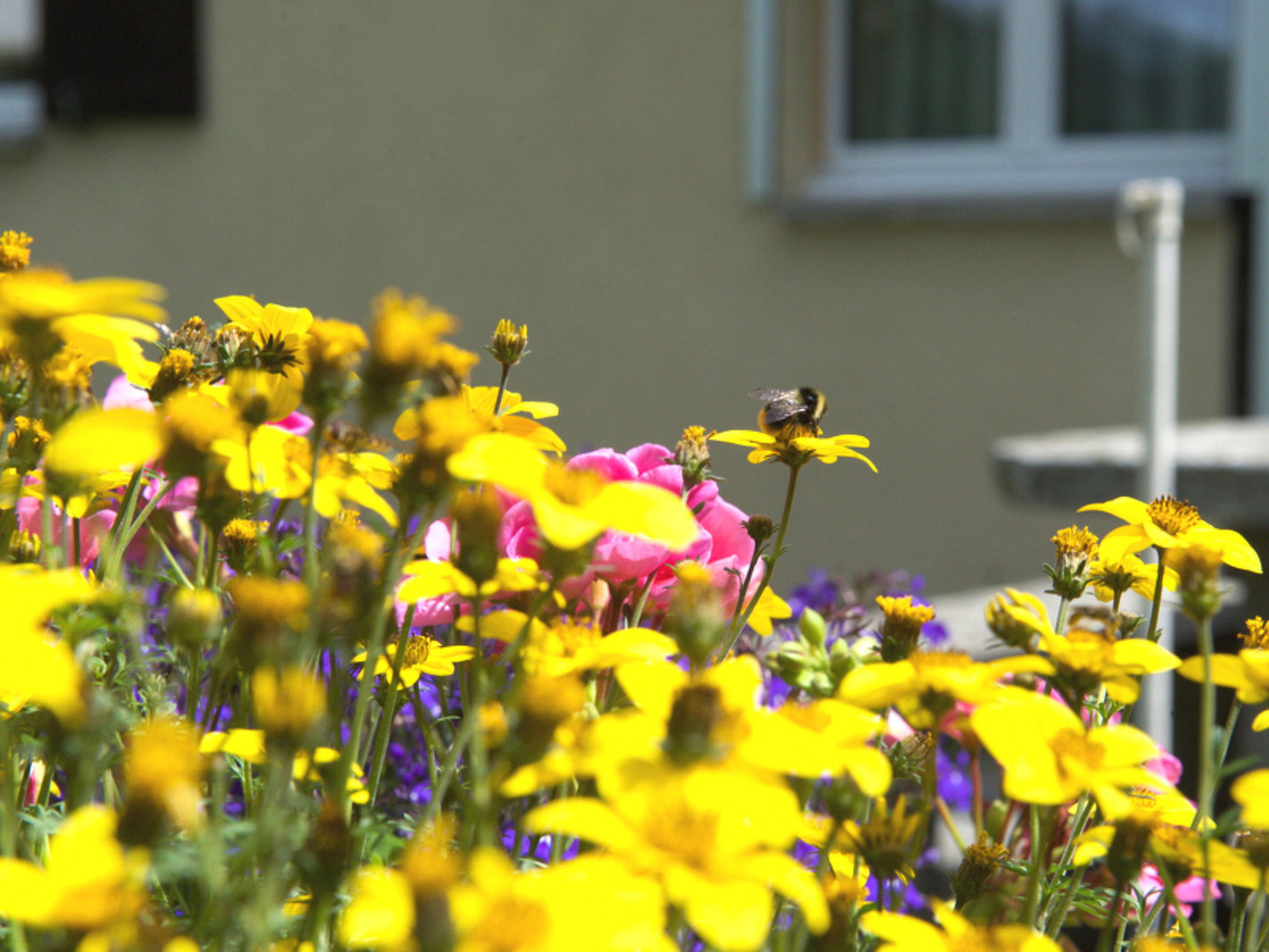 Haus Wanner, (Splügen). - Buiten