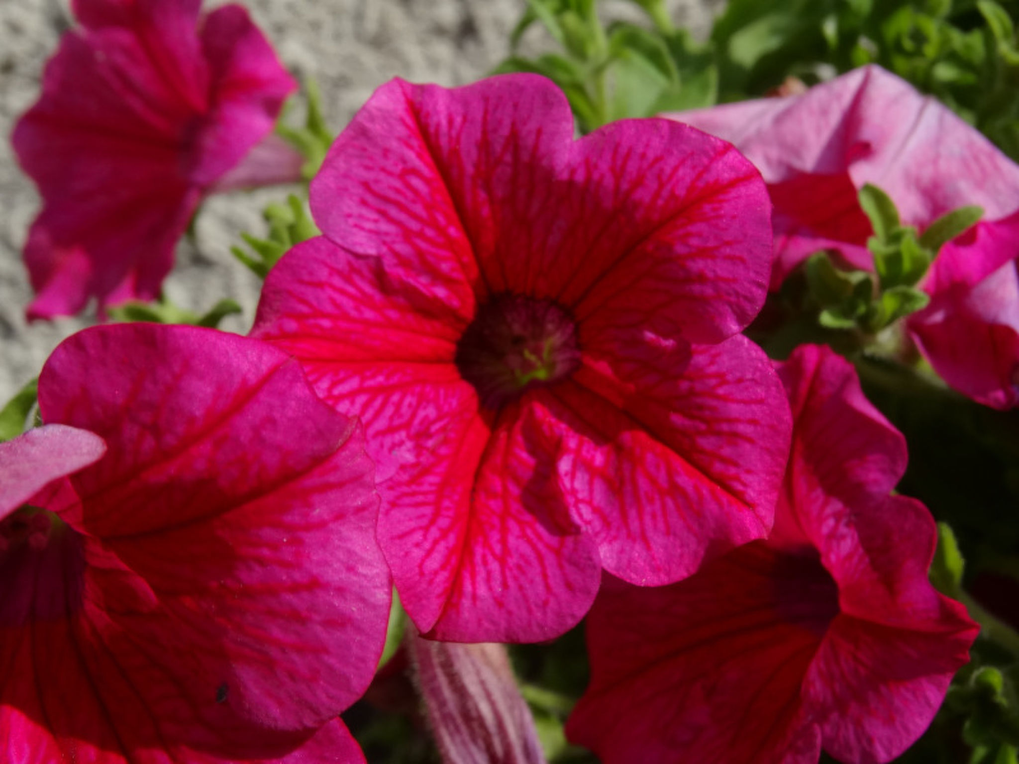 Ferienwohnungen Jörihus A&B, (Medels). - Image-tags.info