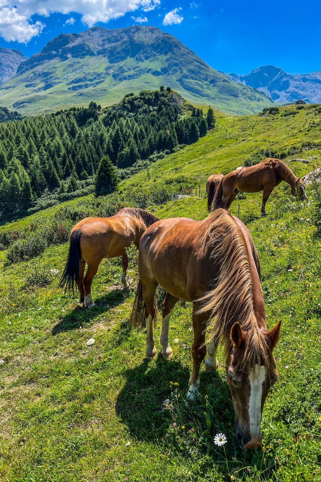 Mit Blick in die Berge-Image-tags.info