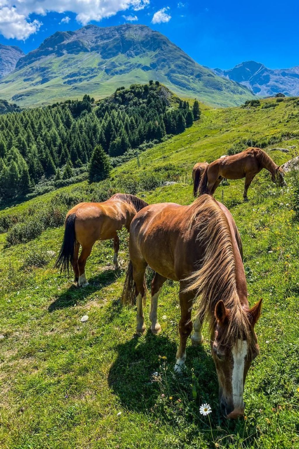 Mit Panoramablick in die Bergwelt-Image-tags.info