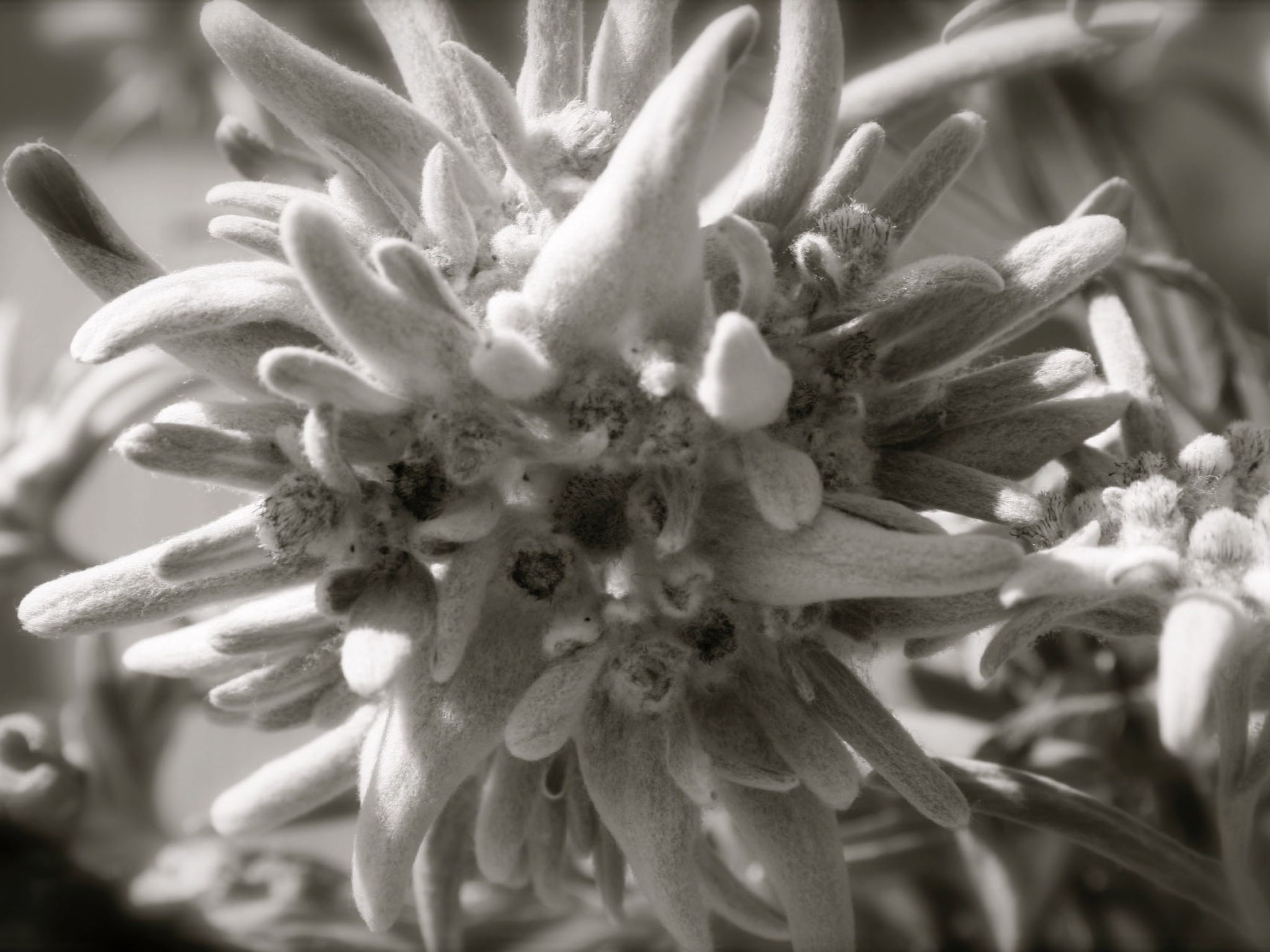 Chesa segl Crap A-5°, (Bergün/Bravuogn). - Image-tags.info