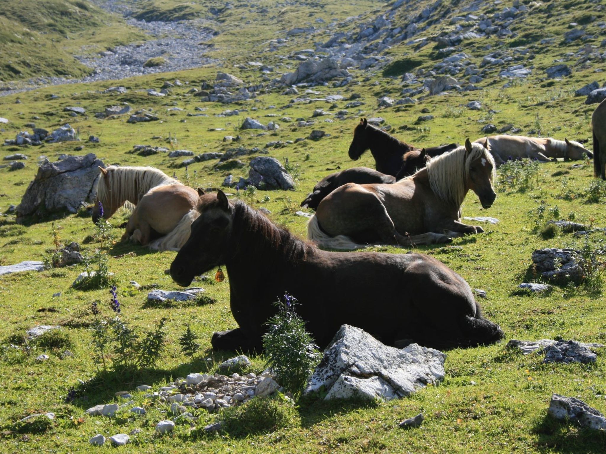 Chesa segl Crap A-5°, (Bergün/Bravuogn). - Buiten