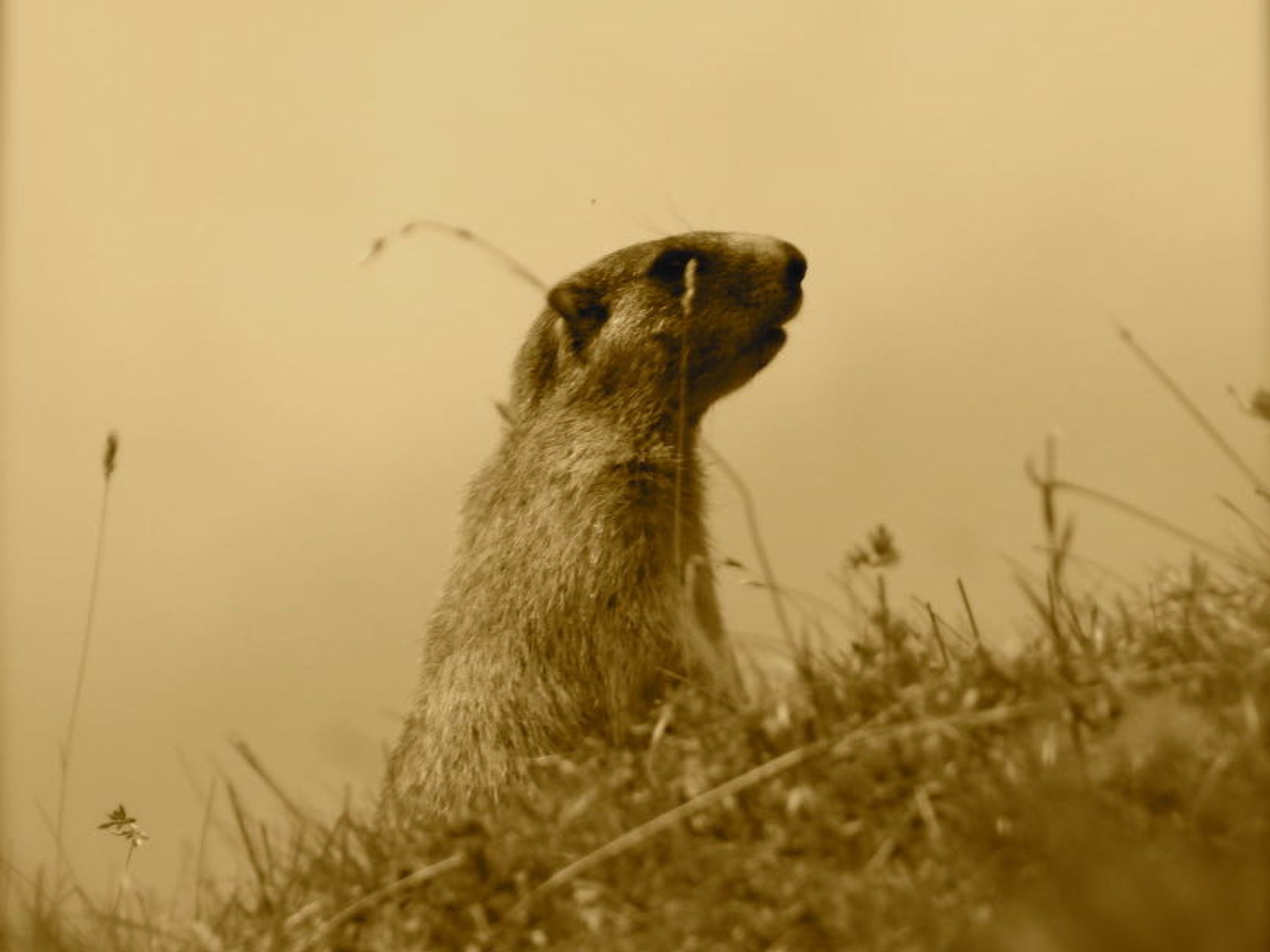 Chesa segl Crap A-5°, (Bergün/Bravuogn). - Buiten