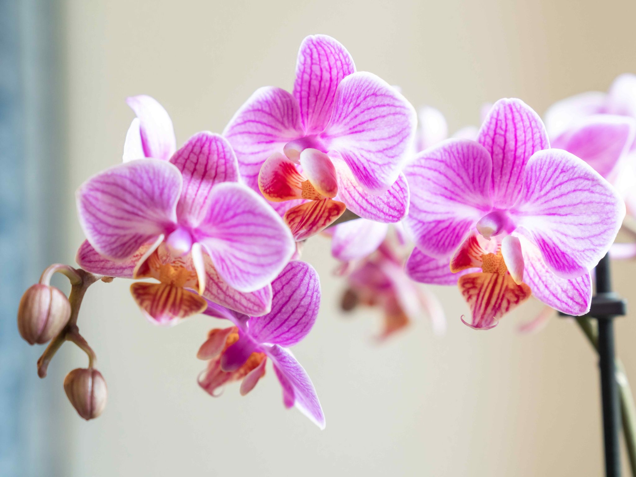 Chesa Michel Bernina-Image-tags.info