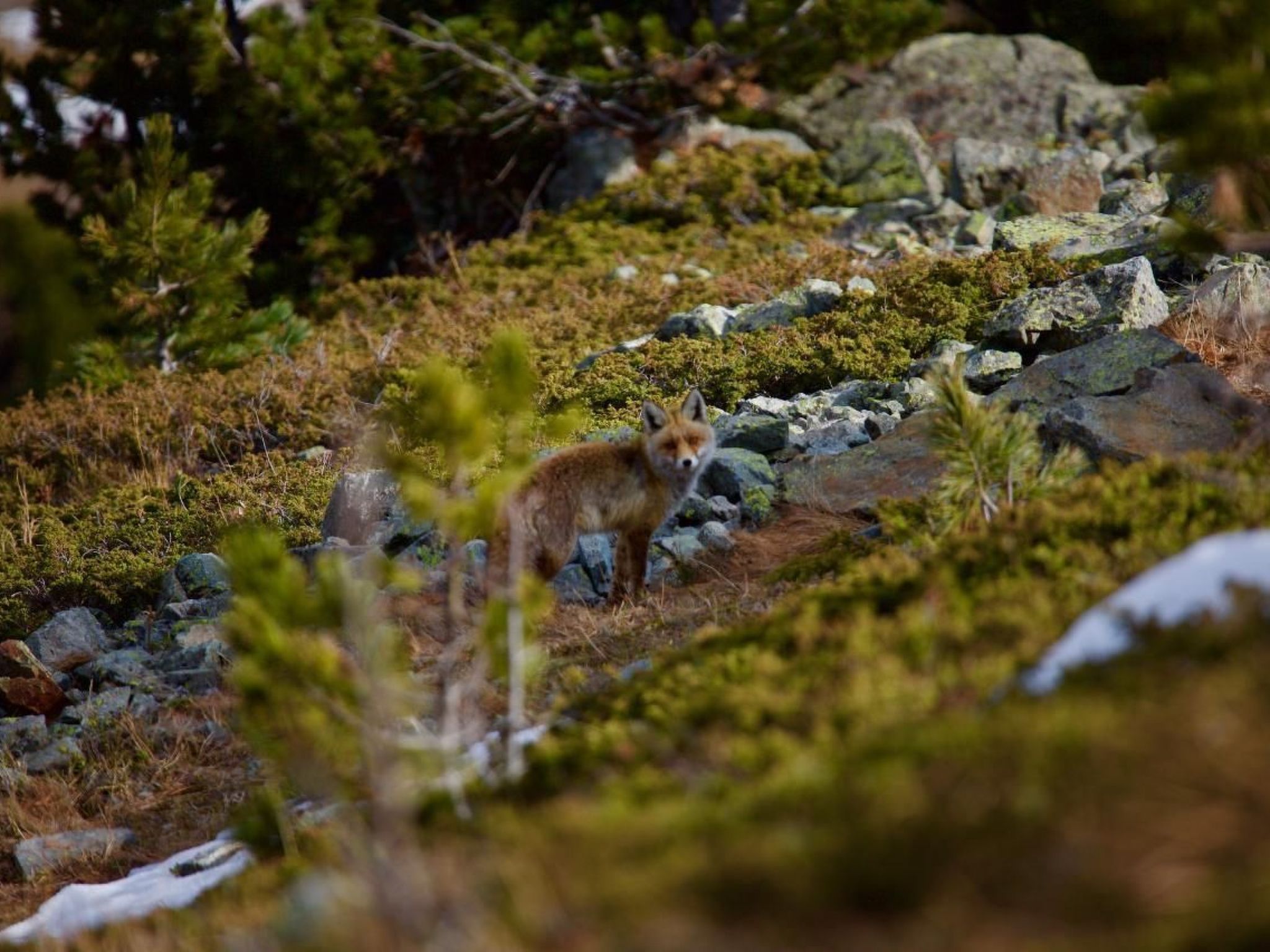 Photo of Chesa Thom / ÖV inklusive